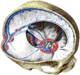 sinuses3.gif (57K)
